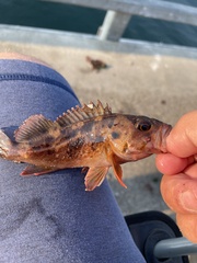Sebastes auriculatus