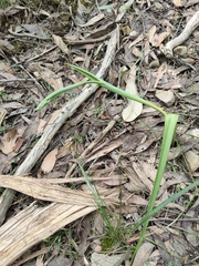 Calochilus robertsonii