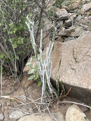 Euphorbia lomelii