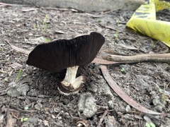 Agaricus californicus