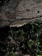 Peniophora albobadia