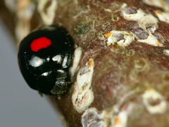 Chilocorus renipustulatus