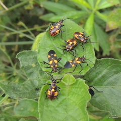 Oncopeltus famelicus