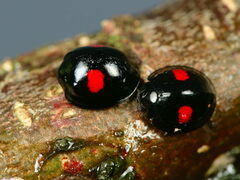 Chilocorus renipustulatus