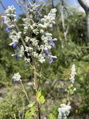 Salvia breviflora