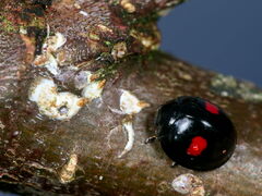 Chilocorus renipustulatus