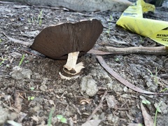 Agaricus californicus