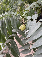 Juglans hindsii