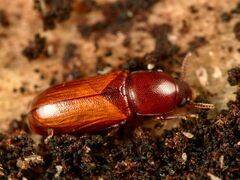 Corticeus