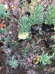 Maireana pyramidata