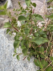 Acalypha californica