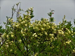 Clematis montevidensis