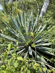 Agave angustifolia