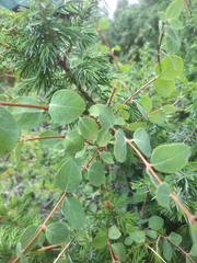 Symphoricarpos rotundifolius