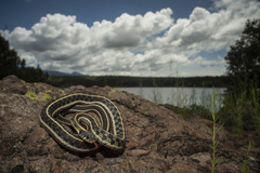 Thamnophis cyrtopsis