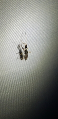 Myodocha serripes