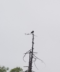 Cathartes aura