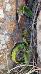 Blechnum australe