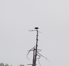 Cathartes aura