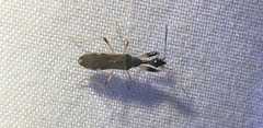 Myodocha serripes