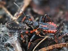 Rhynocoris annulatus