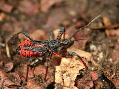 Rhynocoris annulatus