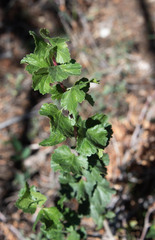 Ribes cereum