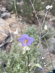 Solanum hindsianum