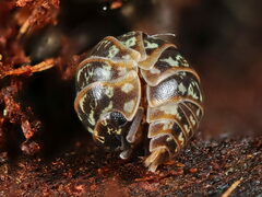 Armadillidium pictum