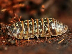Armadillidium pictum