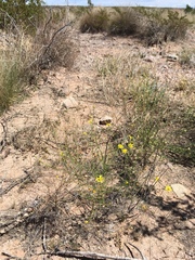 Gutierrezia sphaerocephala