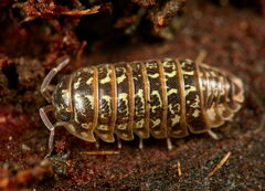 Armadillidium pictum