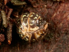 Armadillidium pictum