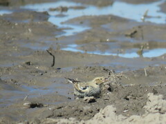 Calcarius ornatus