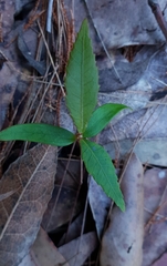 Elaeocarpus reticulatus
