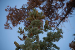 Abies concolor