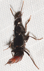 Hesperus apicialis