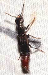 Hesperus apicialis