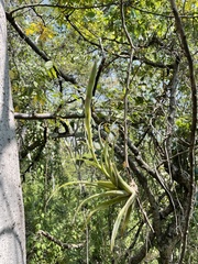 Tillandsia achyrostachys