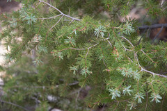 Abies concolor