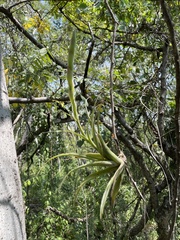 Tillandsia achyrostachys