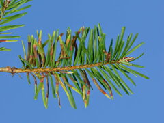 Contarinia pseudotsugae