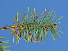 Contarinia pseudotsugae