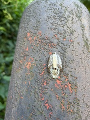 Hierodula patellifera patellifera