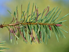 Contarinia pseudotsugae