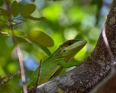 Anolis smallwoodi