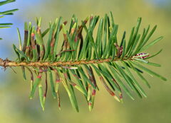 Contarinia pseudotsugae