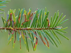 Contarinia pseudotsugae