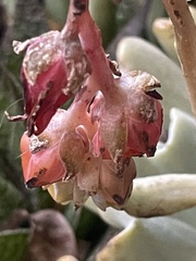 Echeveria runyonii