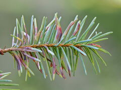 Contarinia pseudotsugae